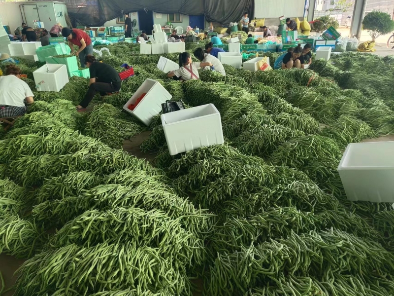 绿色的希望—有机农业的发展与前景
